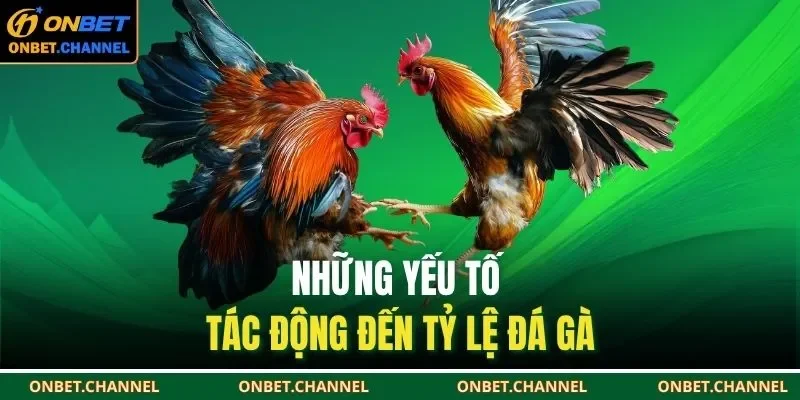 Tỷ Lệ Đá Gà Trực Tiếp | Cập Nhật Liên Tục 24/7 Tại ONBET 3 Những yếu tố tác động đến tỷ lệ đá gà
